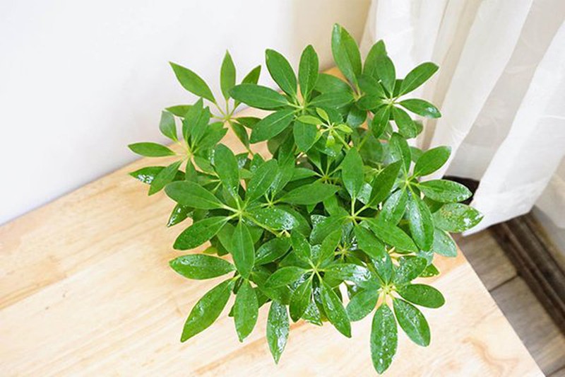 Muốn chiêu tài, hút lộc, người mệnh Thổ nên bài trí cây phong thủy để bàn nào?  - Ảnh 3.