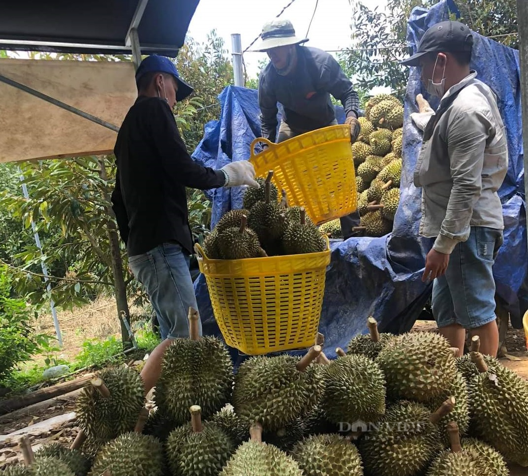 Lâm Đồng: Phẫn nộ đối tượng thu tiền &quot;bảo kê&quot; 1.000 đồng/kg sầu riêng của thương lái - Ảnh 1.