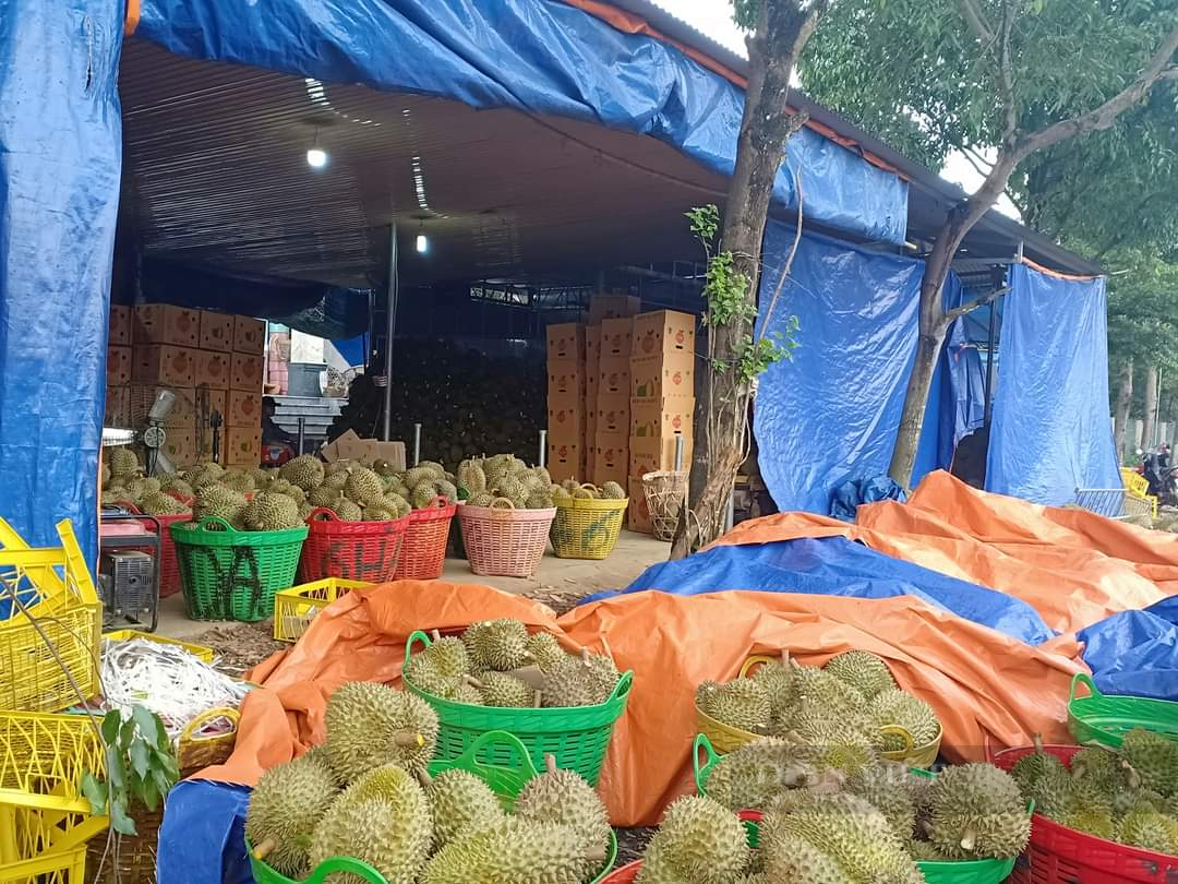 Lâm Đồng: Phẫn nộ đối tượng thu tiền &quot;bảo kê&quot; 1.000 đồng/kg sầu riêng của thương lái - Ảnh 2.