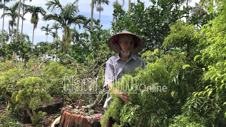 Nam Định: Đổ xô trồng &quot;nhân sâm người nghèo&quot; tự phát, giá bán tụt dốc không phanh, nông dân chán hẳn - Ảnh 1.