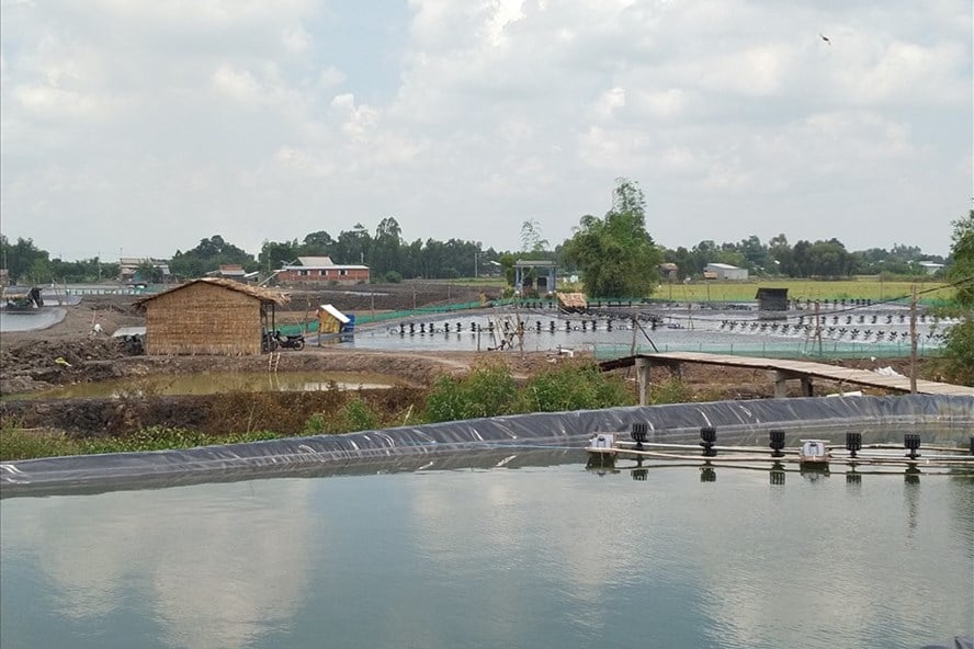 Vì sao người nuôi tôm ở tỉnh Long An lo sốt vó khi chợ đầu mối Bình Điền tạm thời đóng cửa? - Ảnh 1.