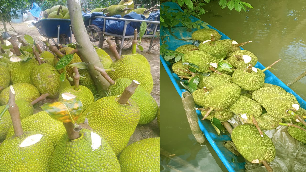 Giá mít Thái hôm nay 9/7: Giá mít Kem tăng, nhà vườn nói có tăng bao nhiêu đi nữa cũng không có mít bán - Ảnh 1.