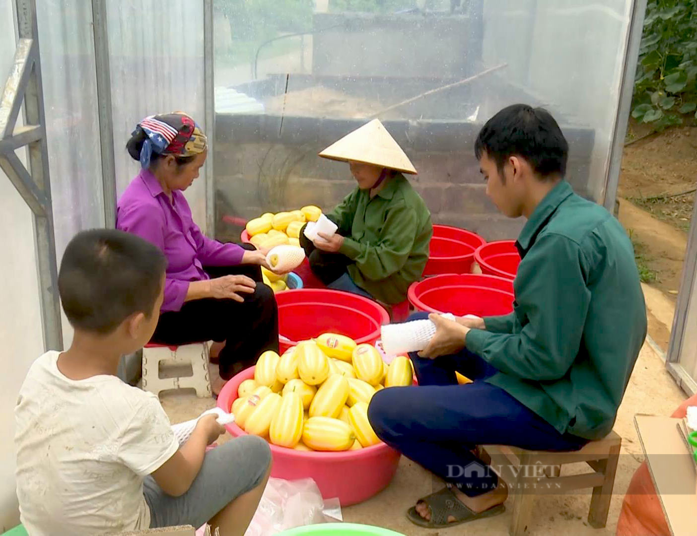 Anh nông dân người Tày Bắc Kạn trồng thứ quả nhìn thôi đã muốn hái - Ảnh 4.