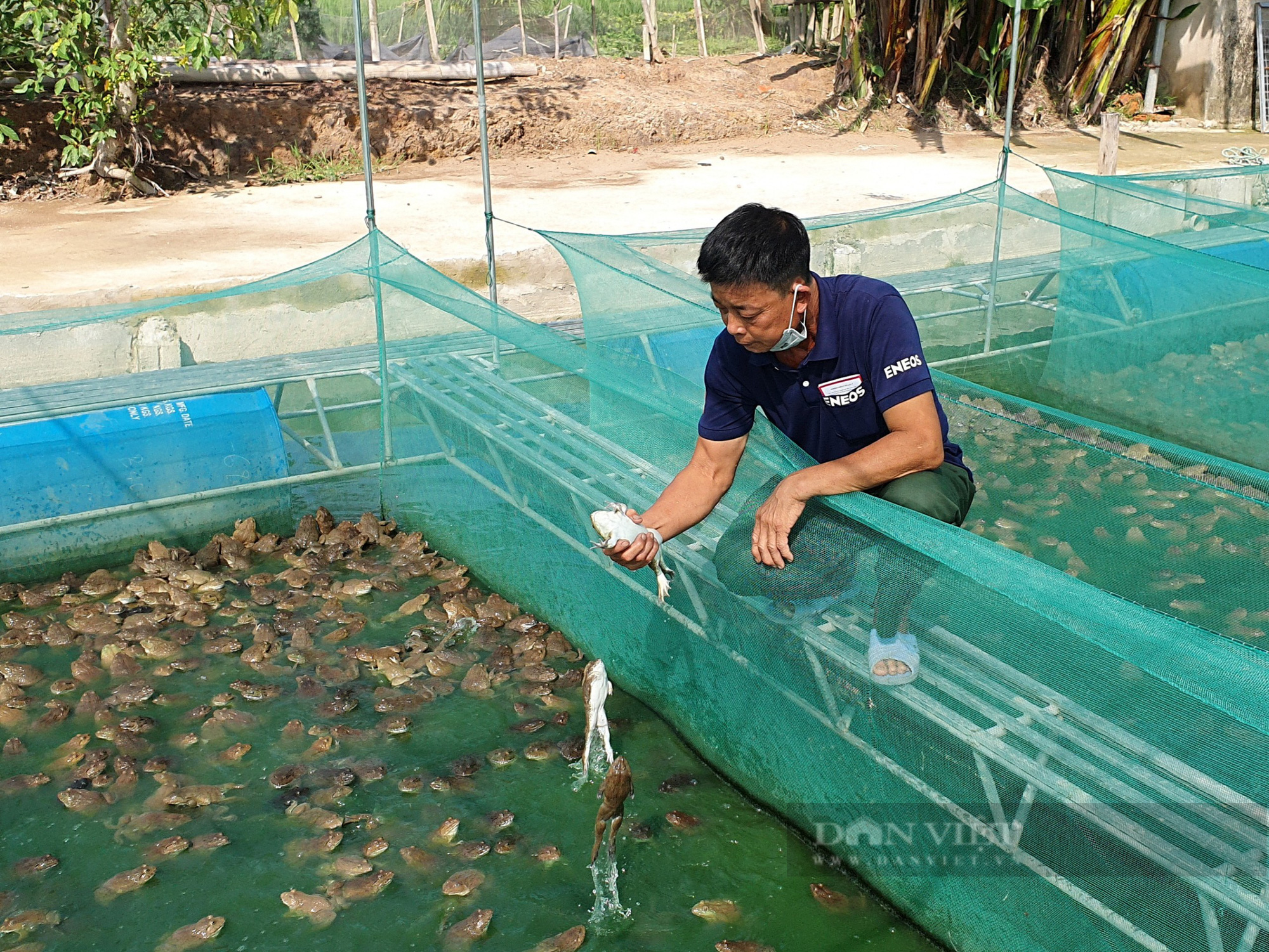 Kiếm nửa tỷ đồng mỗi năm nhờ “trên ếch, dưới cá” - Ảnh 2.