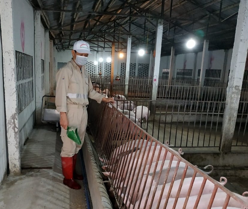Thức ăn chăn nuôi - Ảnh 1.