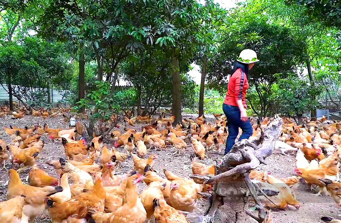 Đồng Nai: Giá gà ta thả vườn tăng vọt, vì sao làng nuôi gà ta nổi tiếng ở đây vẫn “treo” chuồng? - Ảnh 4.