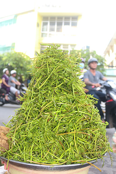 Rau choại - món ngon khó quên của vùng Đồng Tháp Mười - Ảnh 1. Rau choại - món ngon khó quên của vùng Đồng Tháp Mười - Ảnh 1.
