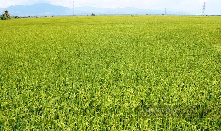 Ninh Thuận: Đồng lúa đơm bông nhờ tay &quot;nông dân thứ thiệt&quot; - Ảnh 4.