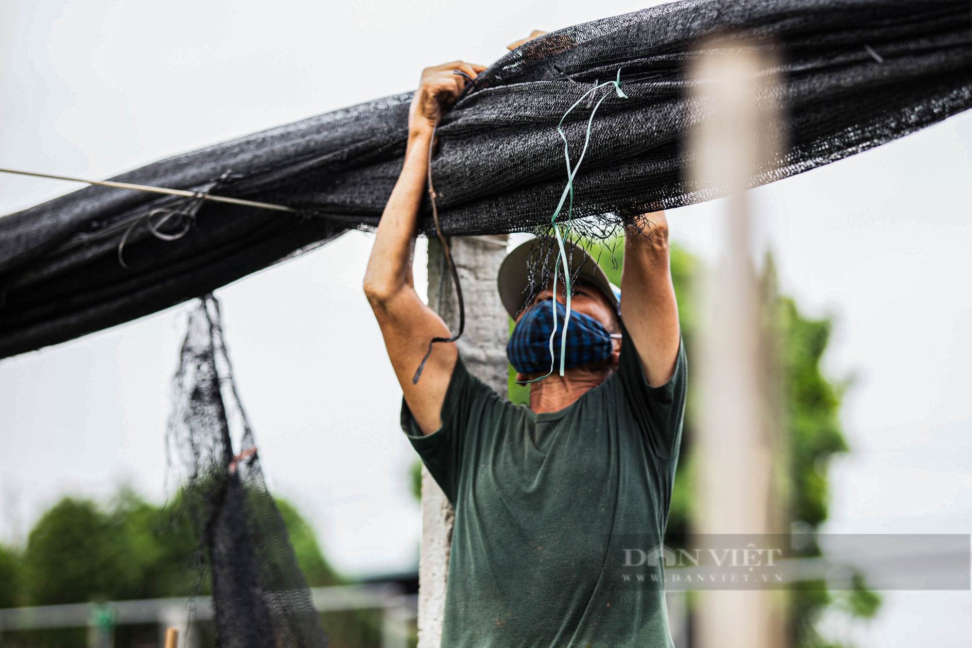Làng hoa Tây Tựu khốn khó vì dịch Covid-19: Cắt bỏ hoa, bỏ ruộng - Ảnh 2.