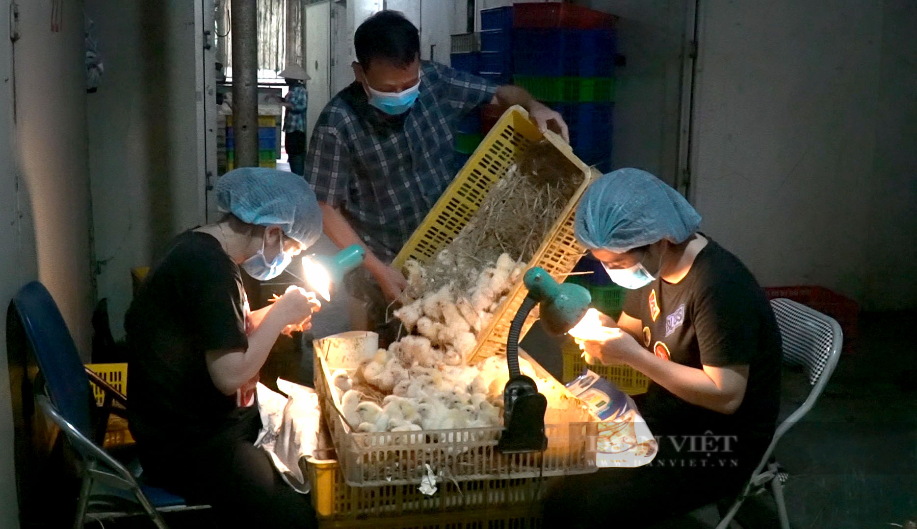 Ảnh: Lai tạo gà giống Ai Cập đẻ trứng nhiều, bán giá cao, nông dân chưa kịp mừng đã phải lo lắng vì điều này - Ảnh 7.