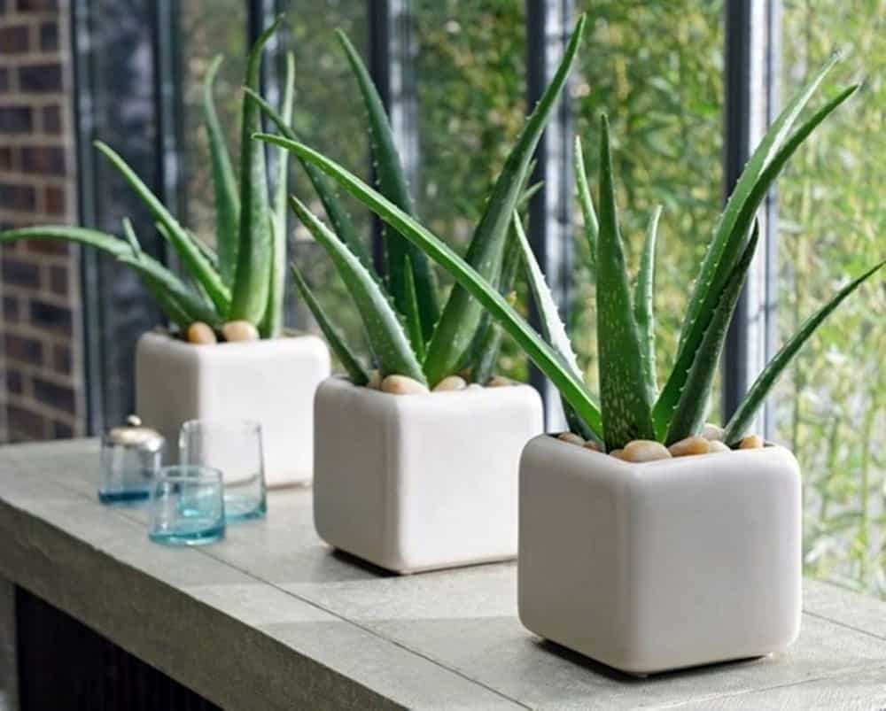 5 loại cây cảnh và cây gia vị không chỉ đẹp mà còn có tác dụng chữa bệnh, nhà nào cũng nên trồng - Ảnh 1.