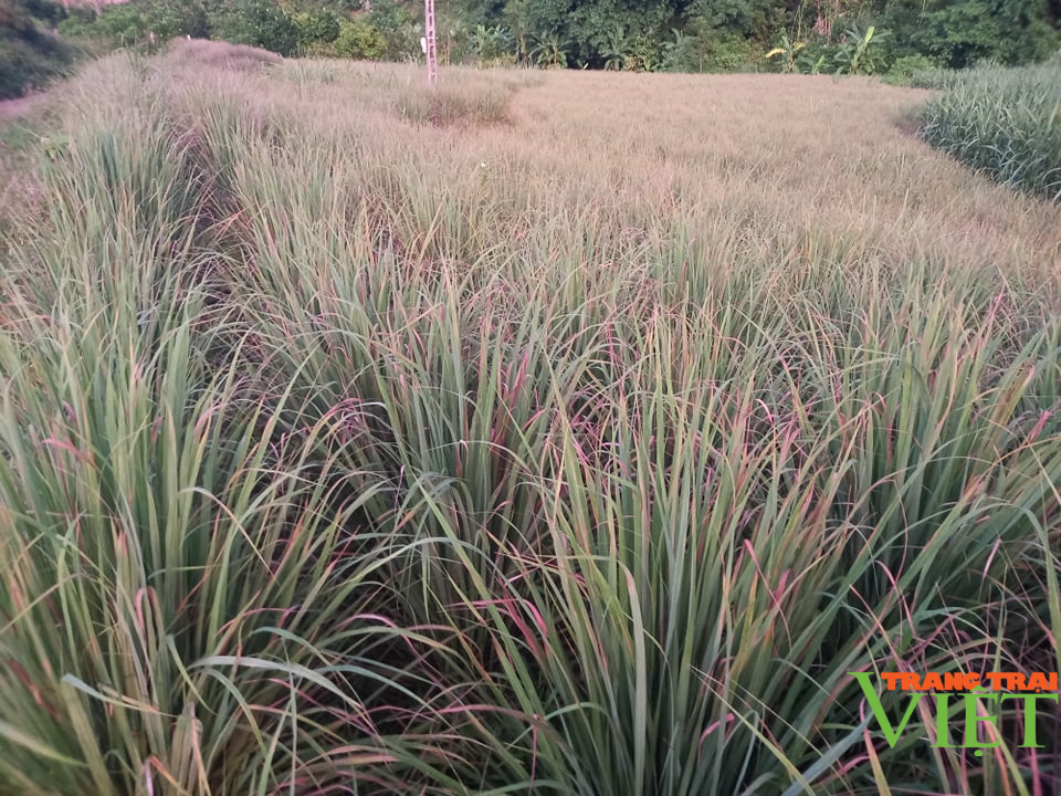 Hoà Bình: Chỉ trồng 1,5 ha sả, anh nông dân sống khỏe - Ảnh 1.