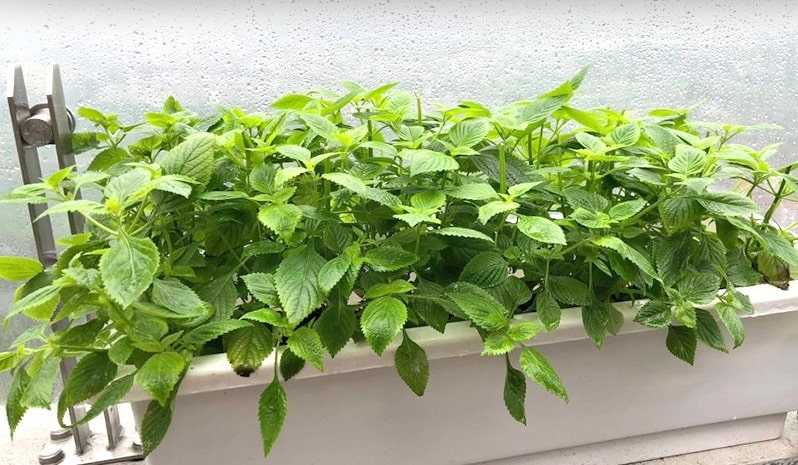 Không phải tía tô, loại rau không thể thiếu trong món bún đậu cũng có tác dụng giảm các triệu chứng sau tiêm vaccine COVID-19 - Ảnh 2.