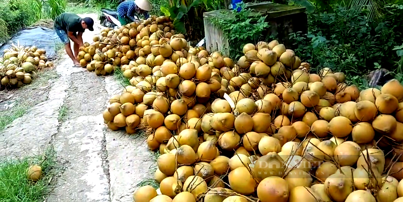 Tiền Giang: Trồng loại cây siêu lùn chi chít trái, cho nước thơm ngon, ông nông dân thu tiền tỷ mỗi năm - Ảnh 1.