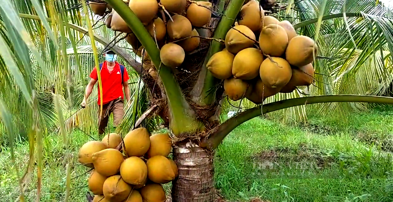 Tiền Giang: Trồng loại cây siêu lùn chi chít trái, cho nước thơm ngon, ông nông dân thu tiền tỷ mỗi năm - Ảnh 5.