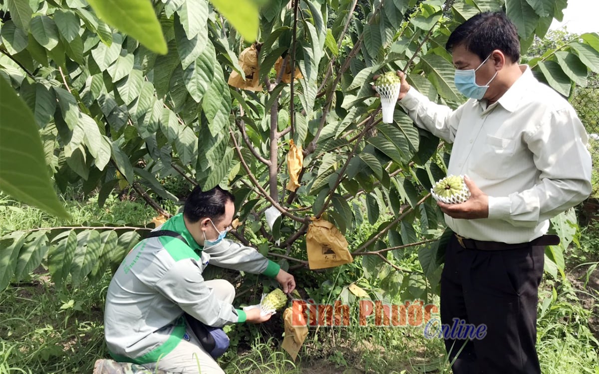 Bình Phước: Trồng thứ mãng cầu tốt um tùm, lá to trái cũng to, nông dân khá giả - Ảnh 1.