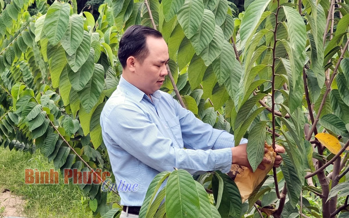 Bình Phước: Trồng thứ mãng cầu tốt um tùm, lá to trái cũng to, nông dân khá giả - Ảnh 3.