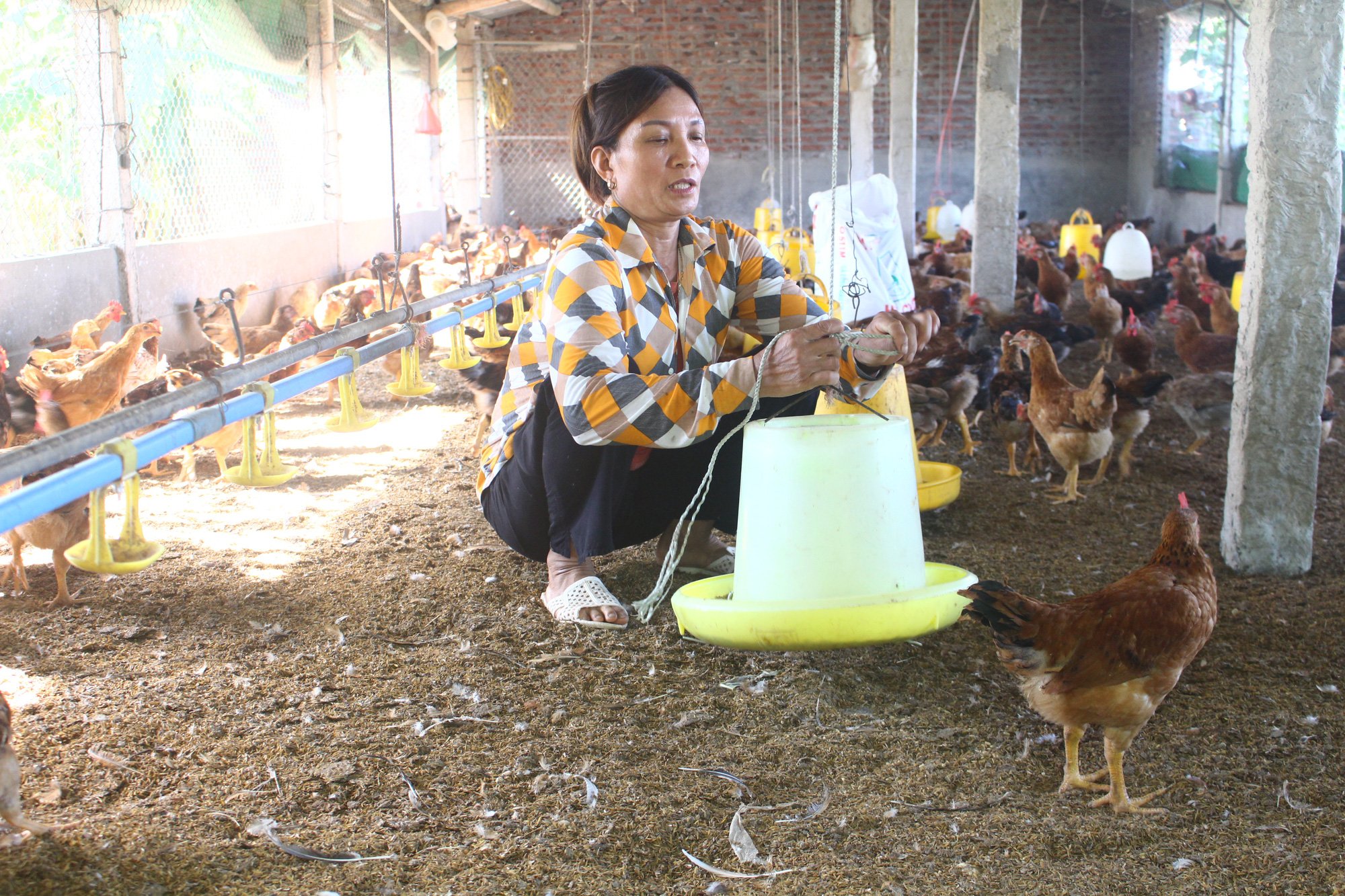 Dịch Covid-19: Nuôi “báo cô” 40.000 con gà quá lứa, chúng tôi mong được hạ lãi suất vay ngân hàng, hỗ trợ tiêu thụ - Ảnh 1.