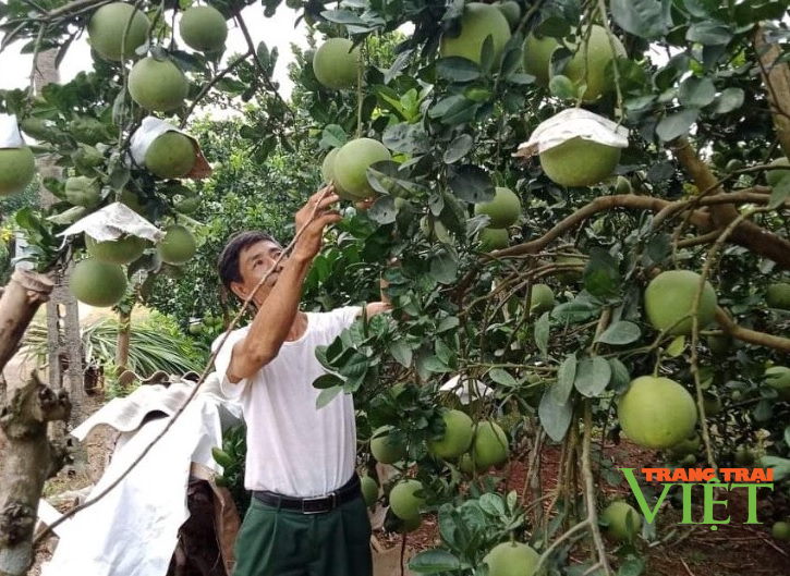 Hội Nông dân tỉnh Hoà Bình: Nâng cao hiệu quả phong trào sản xuất kinh doanh giỏi cho hội viên - Ảnh 3. Hội Nông dân tỉnh Hoà Bình: Nâng cao hiệu quả phong trào sản xuất kinh doanh giỏi cho hội viên - Ảnh 3.
