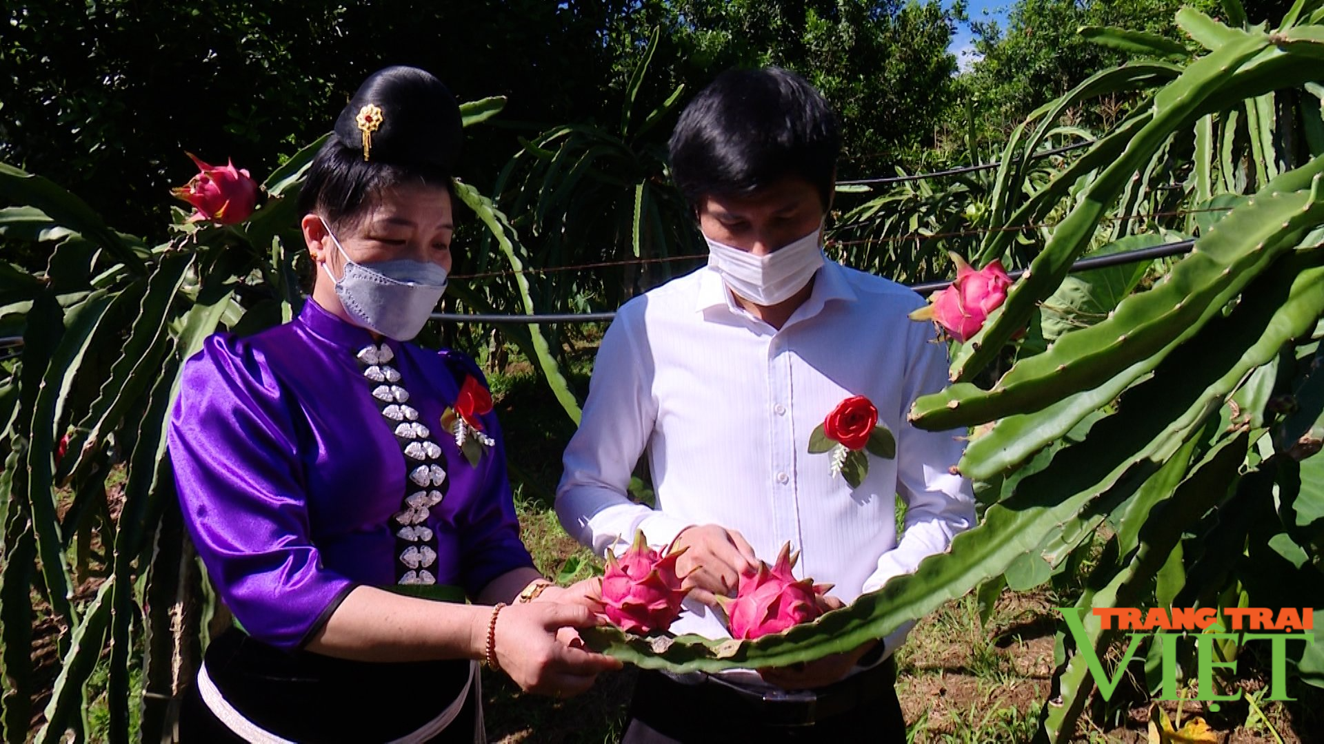 Sơn La: Xuất khẩu thanh long ruột đỏ sang Liên Bang Nga - Ảnh 2.