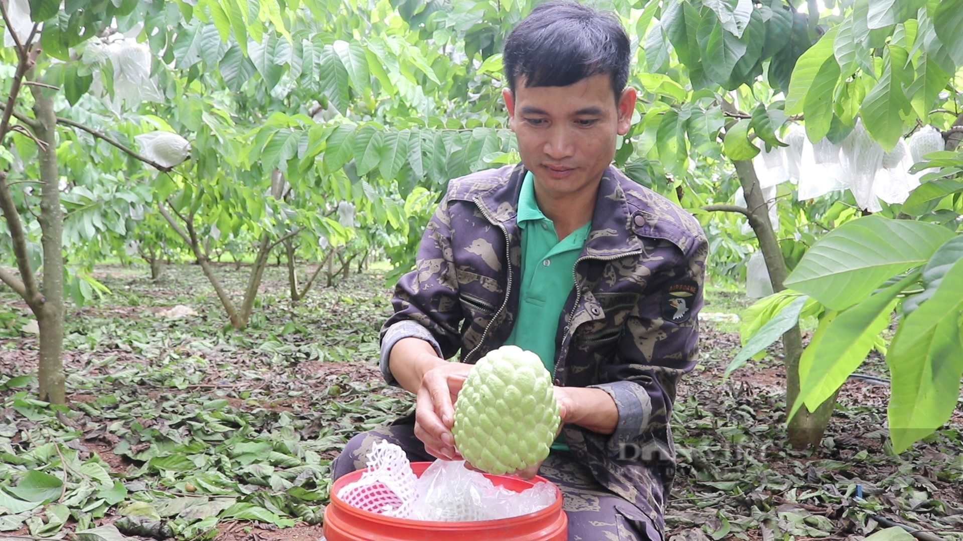 Sơn La: Nông dân người Thái thu tiền tỷ từ loại cây ra trái khổng lồ - Ảnh 2.
