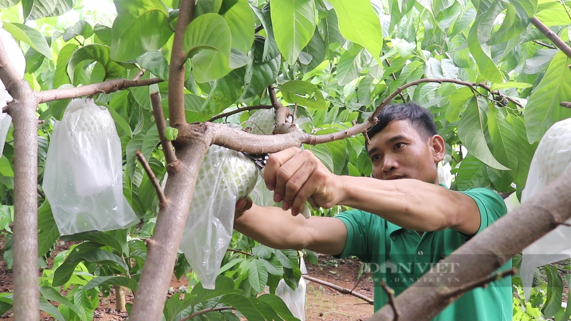 Sơn La: Nông dân người Thái thu tiền tỷ từ loại cây ra trái khổng lồ - Ảnh 3.