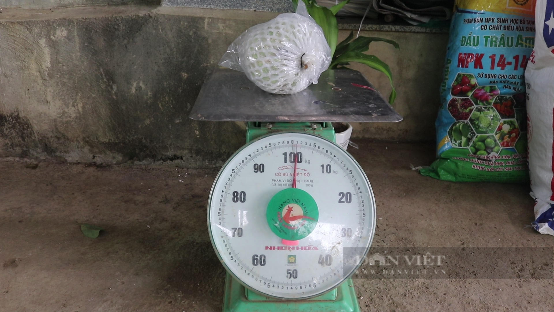 Sơn La: Nông dân người Thái thu tiền tỷ từ loại cây ra trái khổng lồ - Ảnh 5.