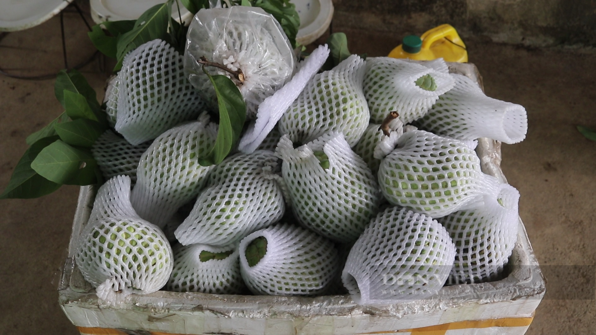 Sơn La: Nông dân người Thái thu tiền tỷ từ loại cây ra trái khổng lồ - Ảnh 6.