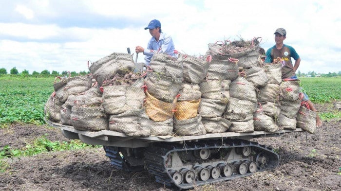 Được 12 đơn vị giải cứu, giá khoai lang tím Nhật vẫn chỉ 1.000 đồng/kg - Ảnh 2. Được 12 đơn vị giải cứu, giá khoai lang tím Nhật vẫn chỉ 1.000 đồng/kg - Ảnh 2.