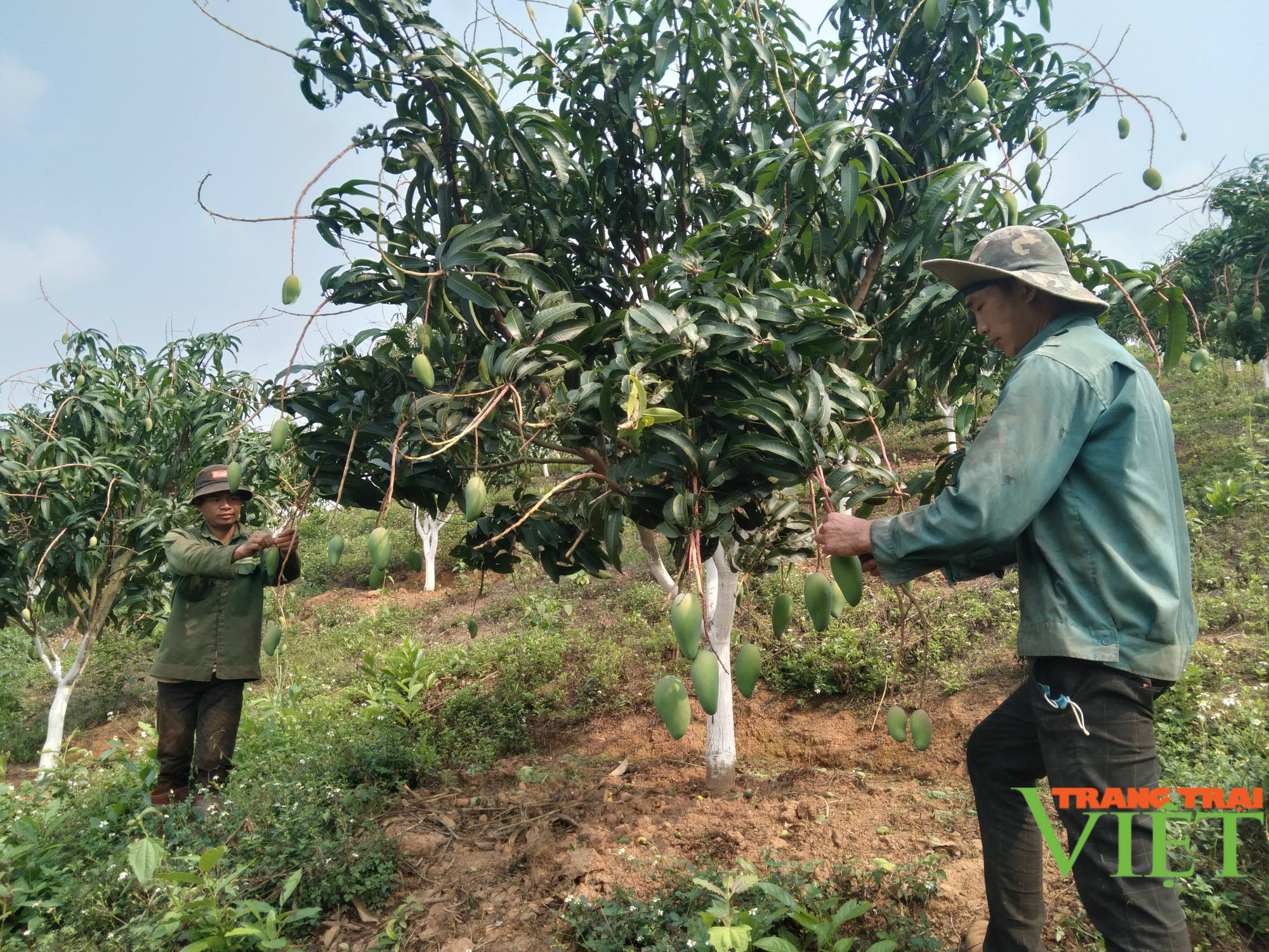 Mường Khiêng làm gì để nâng cao thu nhập cho người dân? - Ảnh 4.