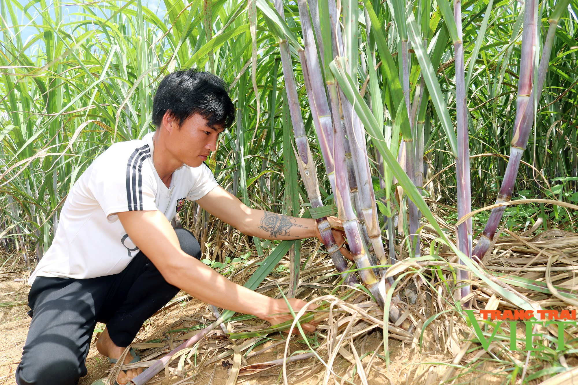 Sơn La: Một nông dân thu 200 triệu mỗi năm nhờ trồng mía - Ảnh 1.