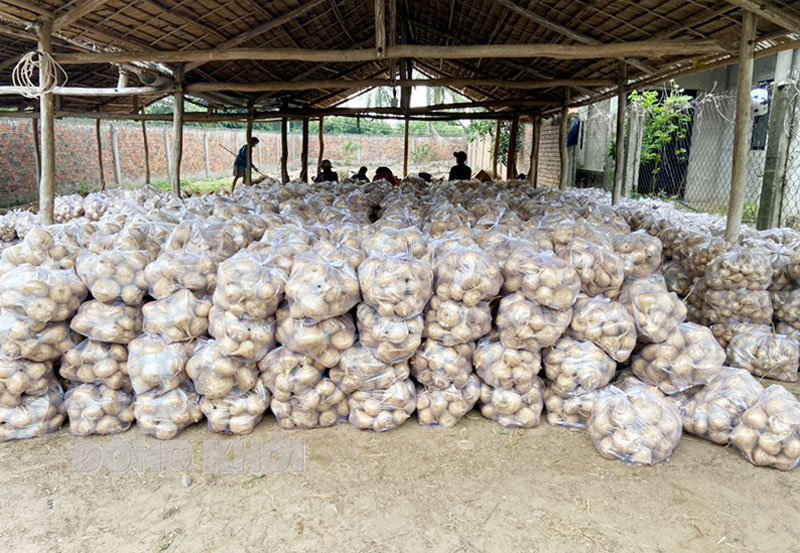 Bến Tre: Huyện Thạnh Phú còn 500 tấn sò huyết chưa tiêu thụ được, tôm càng xanh, tôm thẻ chân trắng rớt giá mạnh - Ảnh 2.