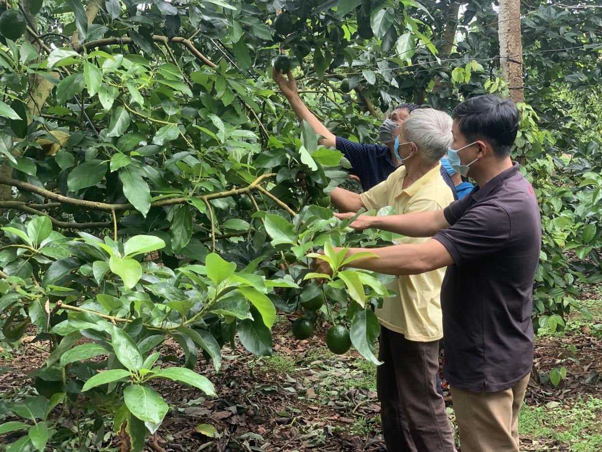 Đắk Lắk: Bơ booth hết thời rồi hay sao mà ở đây nông dân thẳng tay chặt bỏ? - Ảnh 1.