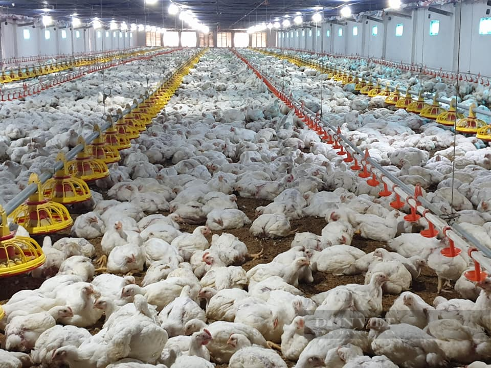 Giá gia cầm hôm nay 25/8: Giá gà công nghiệp miền Bắc mất &quot;đầu 2&quot;, gà thả vườn vẫn khó bán - Ảnh 1.