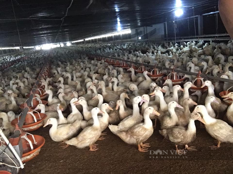 Giá gia cầm hôm nay 25/8: Giá gà công nghiệp miền Bắc mất &quot;đầu 2&quot;, gà thả vườn vẫn khó bán - Ảnh 2.