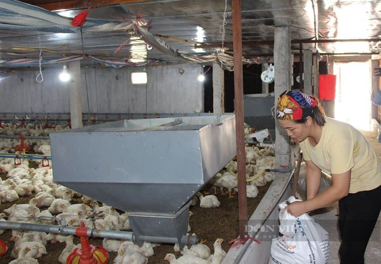 Giá gia cầm hôm nay 26/8: Giá gà công nghiệp tiếp tục giảm, Vịt đặc sản ế ẩm - Ảnh 1.