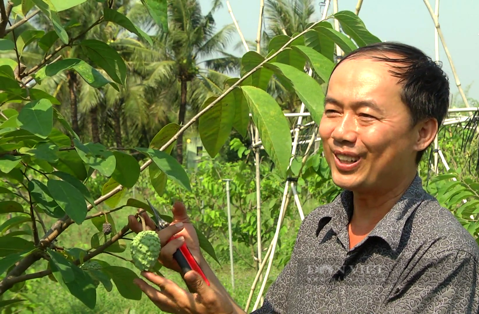 Tiền Giang: Anh nông dân trồng cây đặc sản thơm như dứa chưa cho trái, thương lái đã đặt mua giá cao ngất - Ảnh 3.