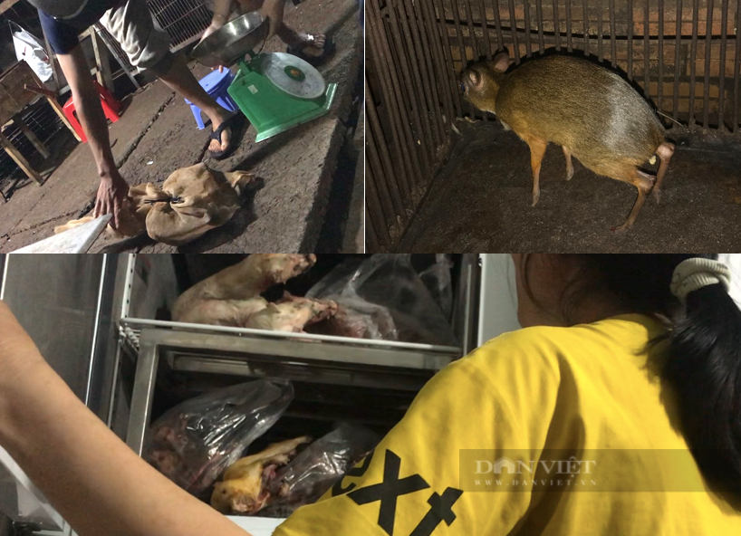 Lật mặt các “địa ngục thú rừng - 2021”!Thú rừng bị tàn sát trên rừng cây số - Ảnh 4.