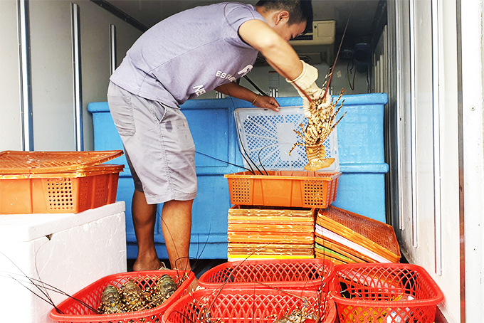 Covid-19 Khánh Hòa: Xót xa nuôi tôm hùm thời rớt giá, nông dân giàu dễ tái nghèo &quot;như chơi&quot; - Ảnh 3.