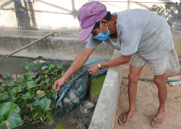 Phú Yên: Nuôi lươn trong bể xi măng, sau 8 tháng bắt bán toàn con to, nhà nông khá giả hẳn lên - Ảnh 2.