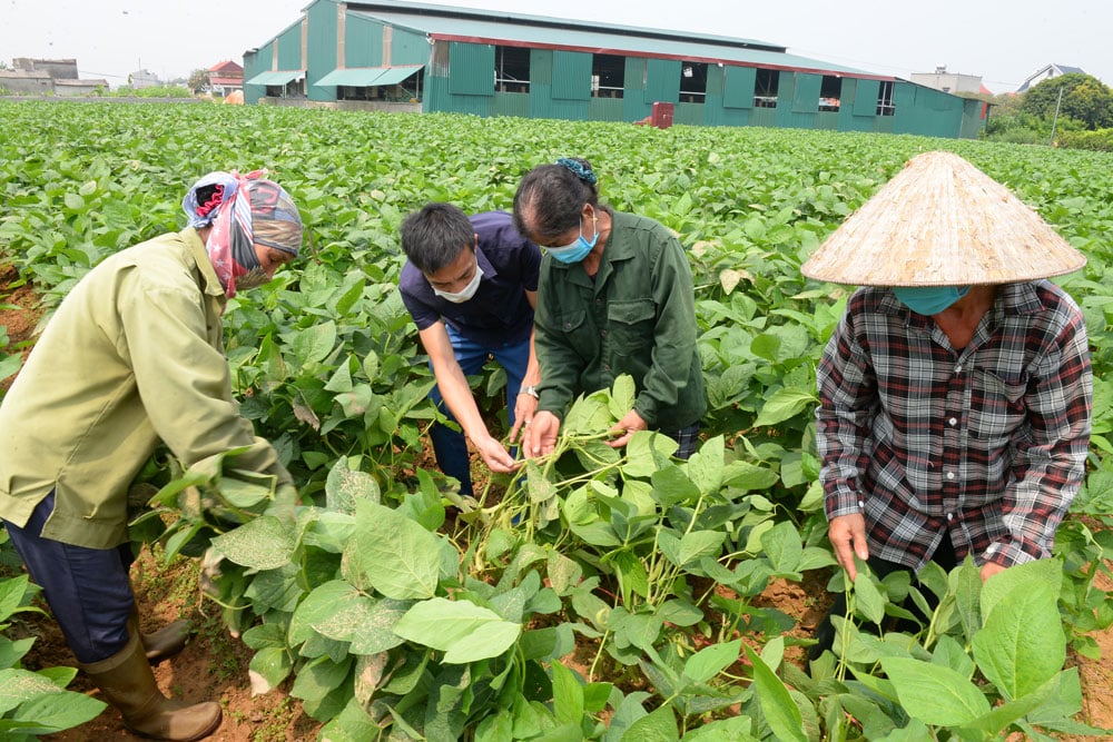 Bắc Giang: Vì sao nông dân ở đây trồng đậu tương rau, nuôi gà ri lại không lo chuyện bán chác? - Ảnh 1.
