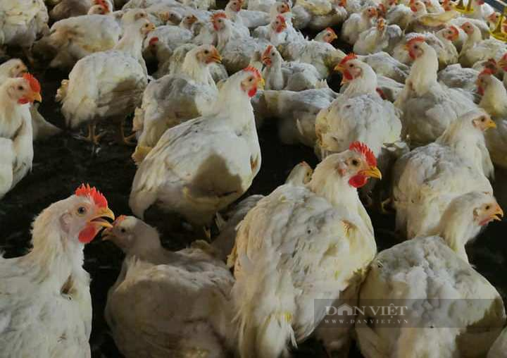 Giá gia cầm hôm nay 28/8: Giá gà, vịt không có biến động, giá gà ta thả vườn vẫn ở mức cao - Ảnh 2.