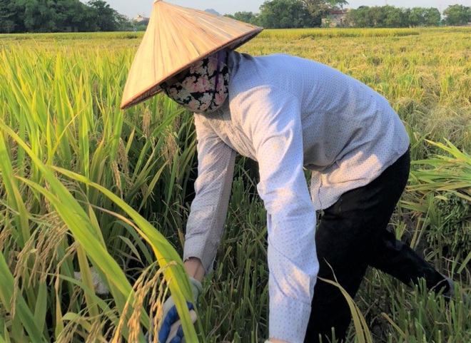 Nghề chèo đò tại Ninh Bình sẽ được hỗ trợ theo Nghị quyết 68 - Ảnh 3.