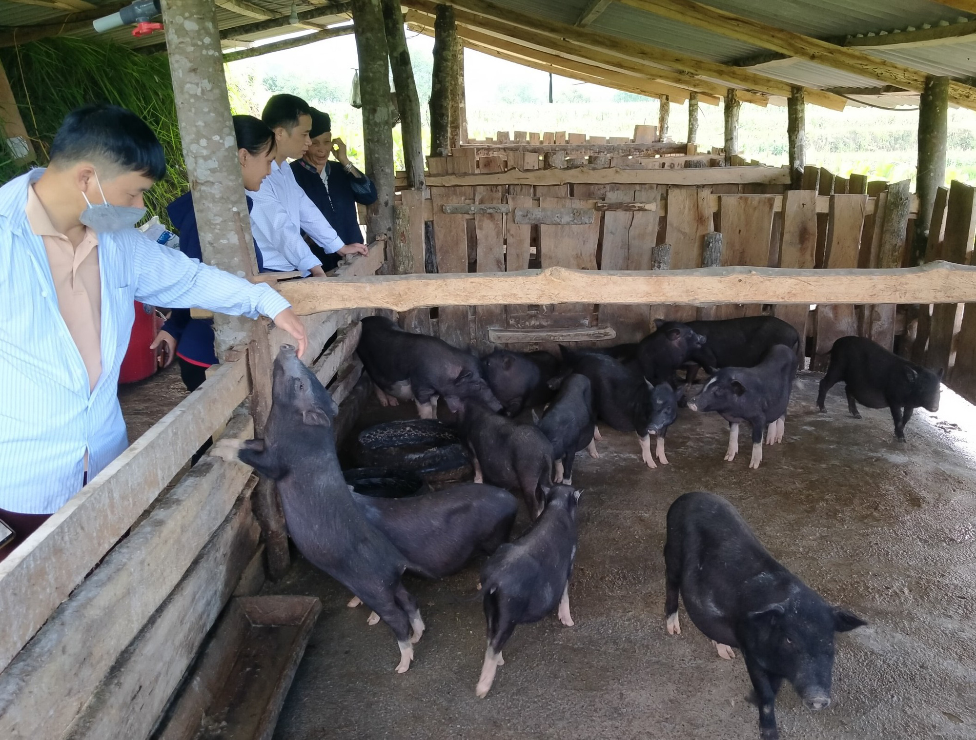 Nuôi lợn bản địa, gà xương đen đặc sản, nông dân giỏi vùng cao “bỏ túi” trăm triệu/năm - Ảnh 1.