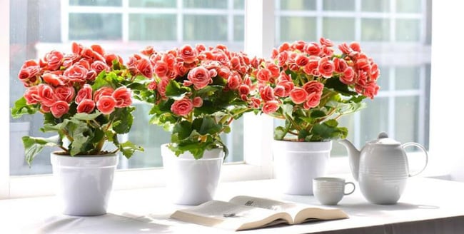 5 loại cây cảnh có sắc màu và lá cực đẹp giúp tổ ấm thêm sinh động - Ảnh 7.