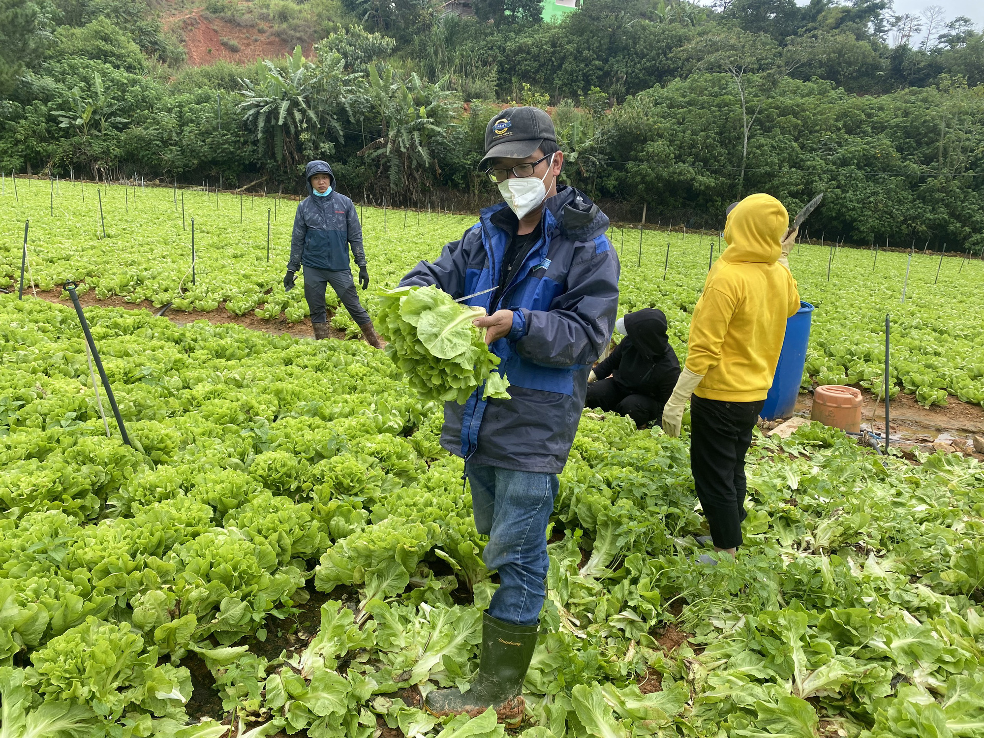 Xúc động: Người DTTS lên rừng hái măng, chặt chuối gửi về TP.Hồ Chí Minh chống dịch - Ảnh 4.