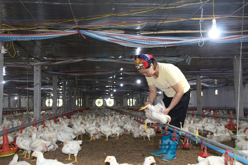Giá gia cầm hôm nay 3/8: Giá gà thả vườn nhiều vùng tăng, gà trắng ba miền giảm giá thêm - Ảnh 1.