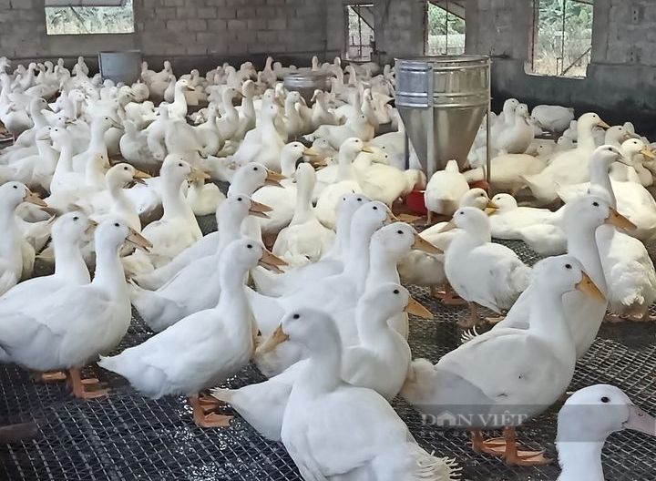 Giá gia cầm hôm nay 3/8: Giá gà thả vườn nhiều vùng tăng, gà trắng ba miền giảm giá thêm - Ảnh 2.