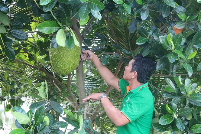 Tiền Giang: Giá mít Thái tăng gần gấp đôi, nông dân trồng mít thở phào nhẹ cả người - Ảnh 1.
