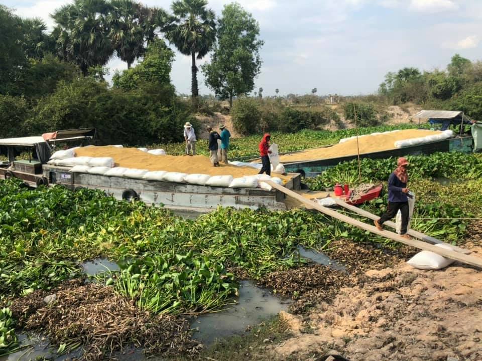 Giá lúa hè thu giảm mạnh, Bộ NNPTNT đề xuất cơ chế mua tạm trữ - Ảnh 1.